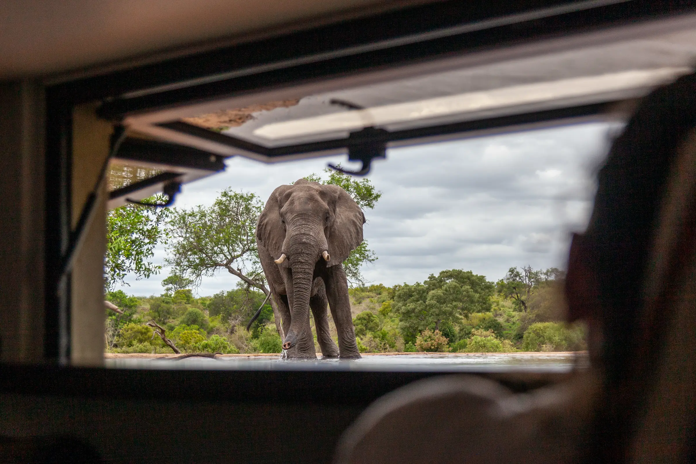 Timbavati vs Kruger National Park: Which Safari Is Better?