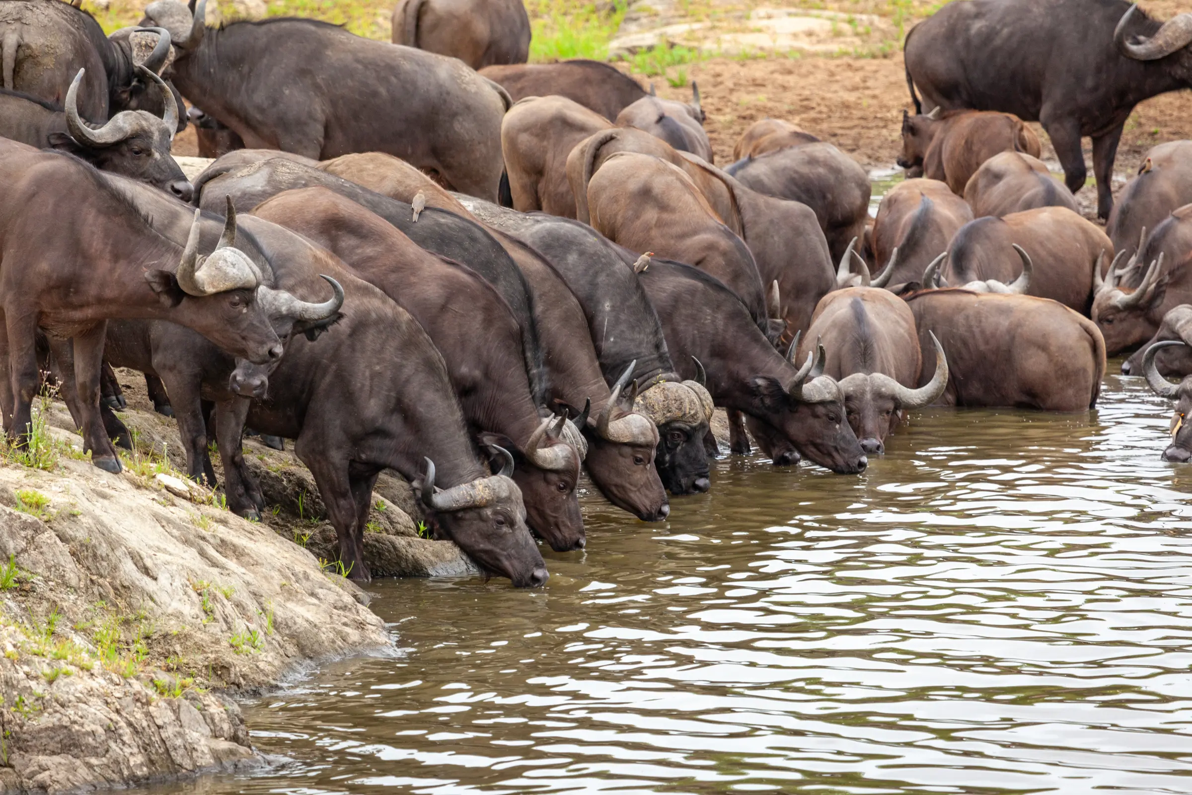 How Conservation Protects Wildlife in the Timbavati