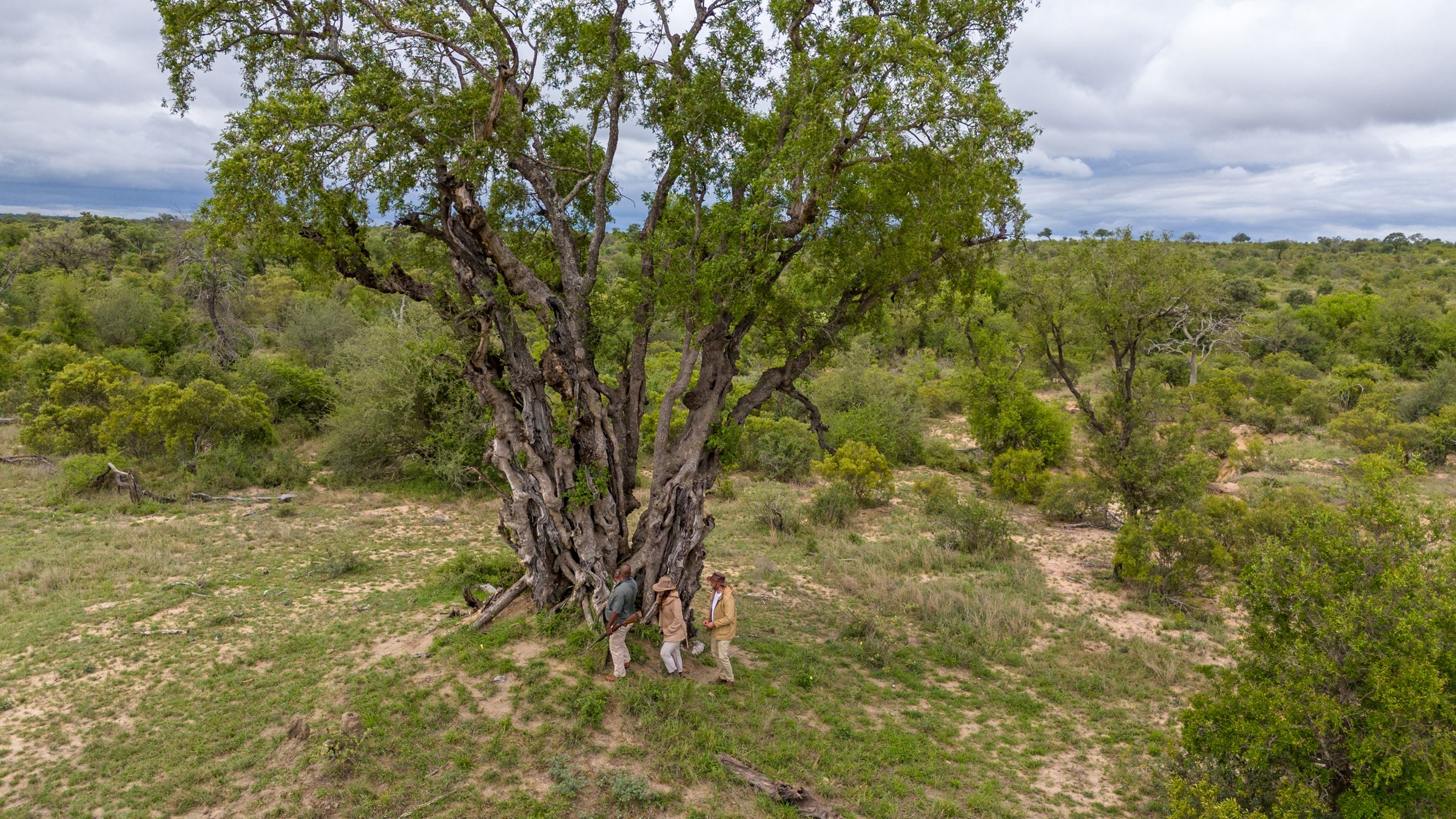 Trees of the Timbavati: Native Species, Ecology & Wildlife