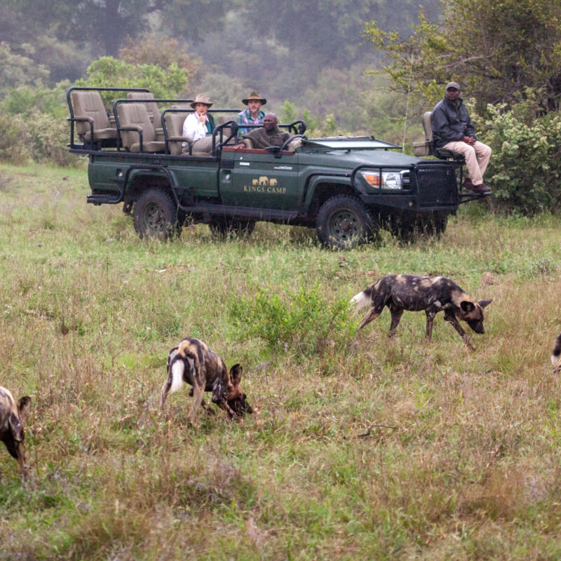 Kruger National Park safari