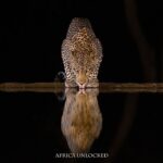 Timbavati leopard and lion sightings