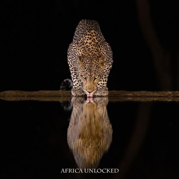 Timbavati leopard and lion sightings