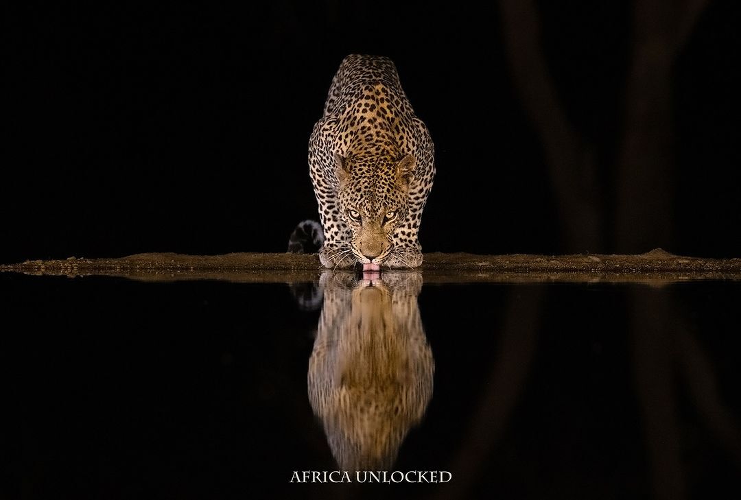 Why the Timbavati Is One of the Best Places to See Leopards in Africa