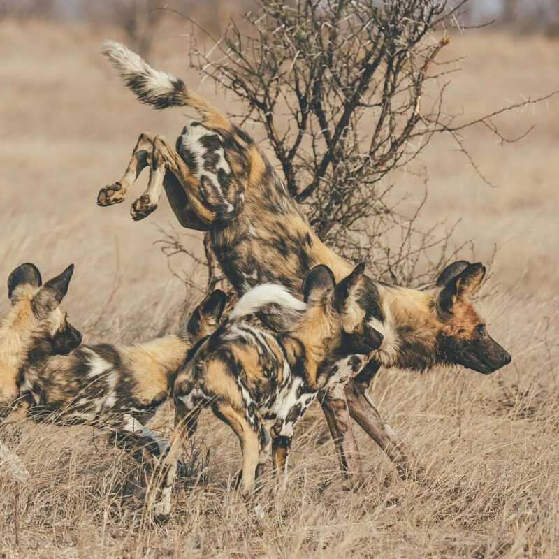 Timbavati safari sightings update